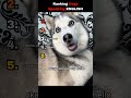 Ranking Dogs That Speak ENGLISH… 😭 #1 Is Crazy