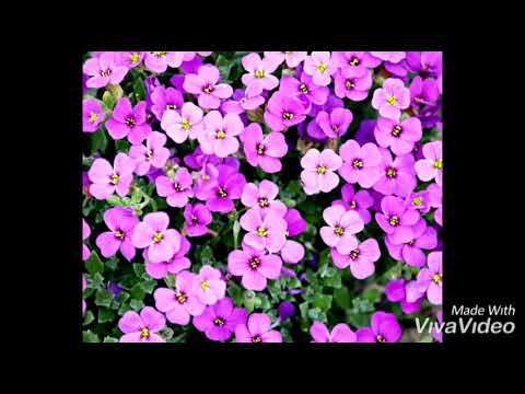 سورة الفلق مكررة بصوت الشيخ احمد النفيس