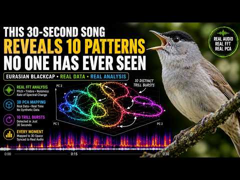 Real Birdsong Mapped in 3D — Eurasian Blackcap (Real FFT + PCA) #relaxing #nature #birdsong