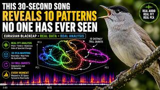 Real Birdsong Mapped in 3D — Eurasian Blackcap (Real FFT + PCA) #relaxing #nature #birdsong