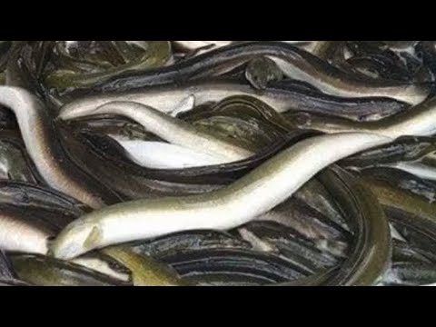 استزراع ثعبان السمك الحنشان سهل جدا وأرباح مليونية