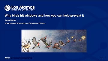 Preventing Bird-Window Collisions