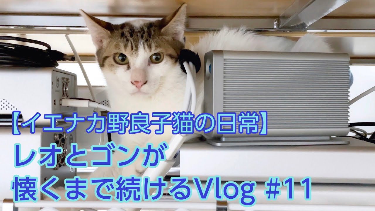 イエナカ野良子猫の日常 つれないレオにさみしいゴン とある１日 Youtube