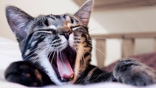 Cat Sound Effect screenshot 4