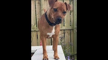 Pig Farm Rat Control with Dogs p2