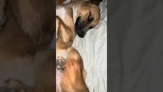 Sleepy pup #pets #mrbeast #asmr #puppy #viralvideo #fyp #fortnite #football