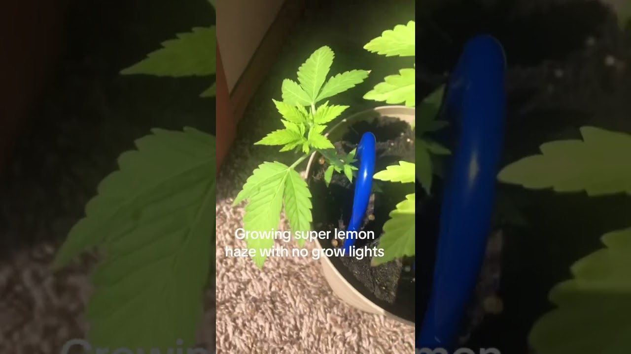 Growing sativa from my window!!!