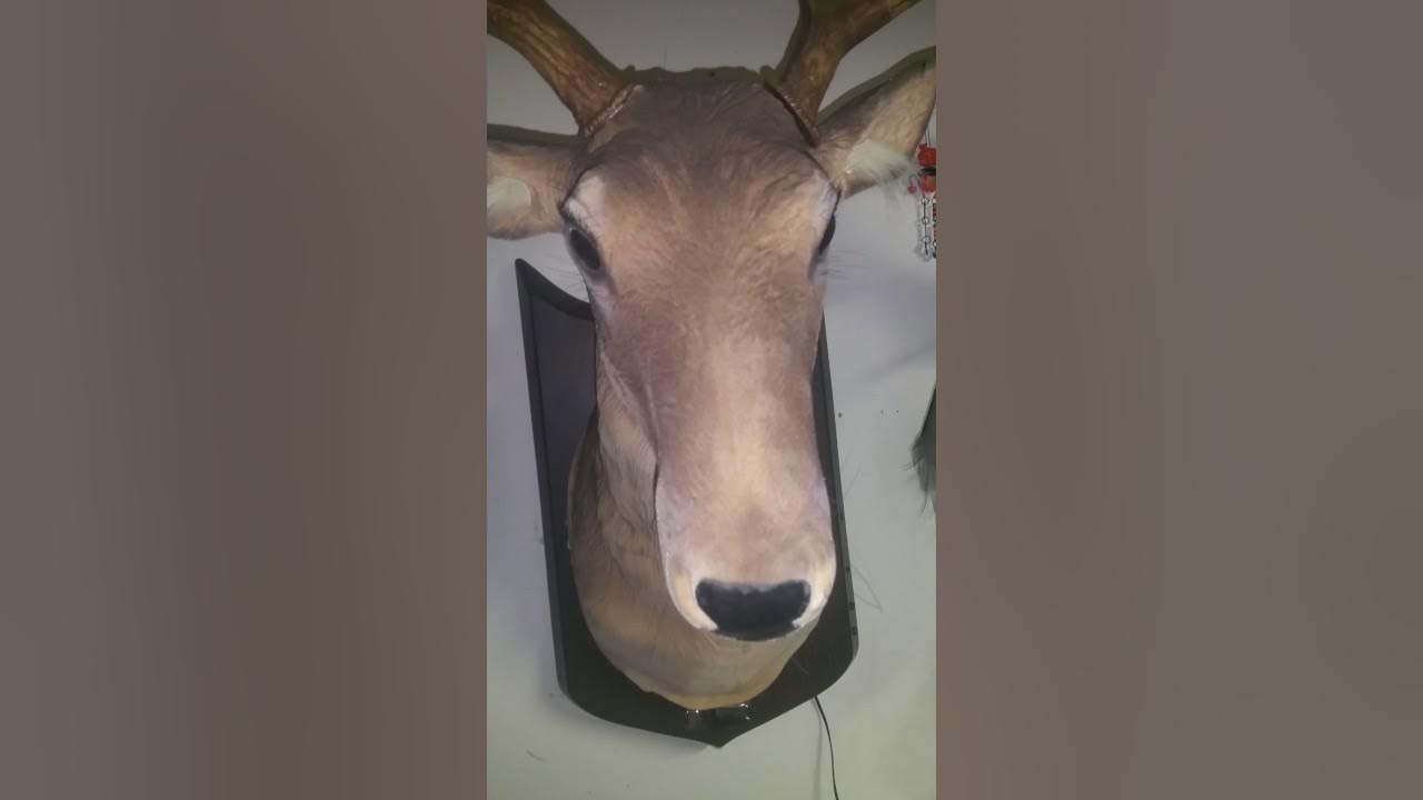 Gemmy Animated "Buck" The Singing Deer Head YouTube