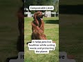 Eco-Friendly Pet Care Tips | Sustainable Dog Hacks-Eco Tips for Dog Owners | GoEcoPaw Hacks