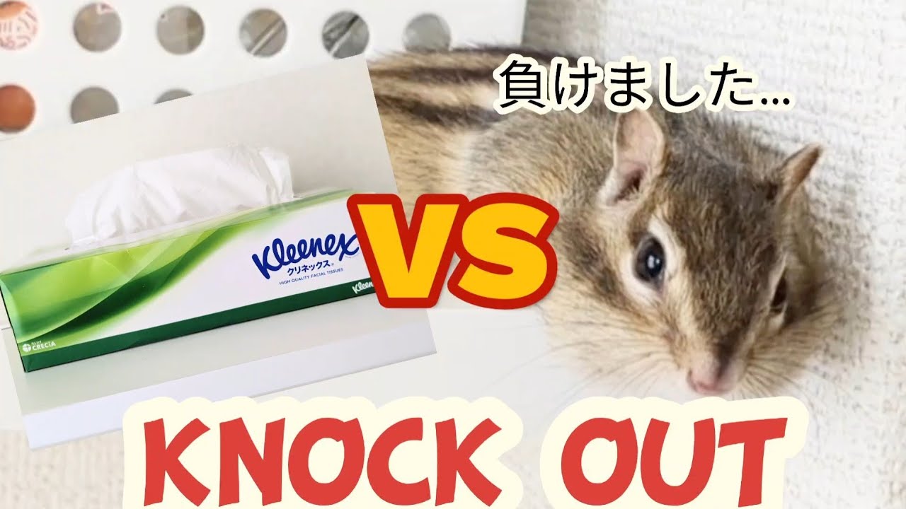 【シマリス】VSティッシュ箱 長期戦篇🐿（ムック）chipmunk VS box tissues long battle - YouTube