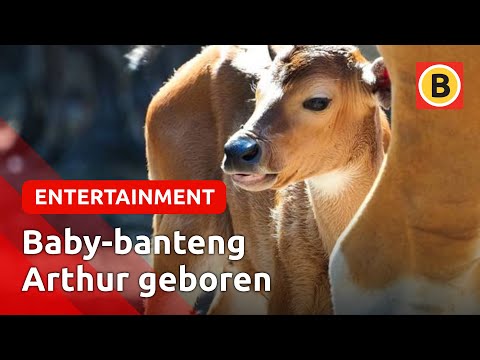 Babygeluk in de Beekse Bergen | Omroep Brabant