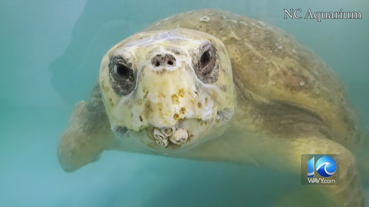 Sea Turtles return to ocean after rehabilitation - YouTube
