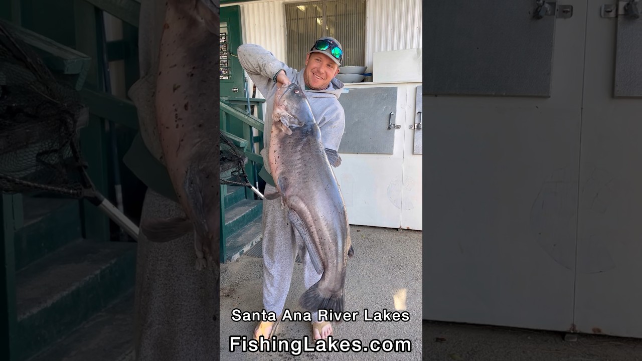 52.42 POUND MONSTER CATFISH caught & released at Santa Ana River Lakes