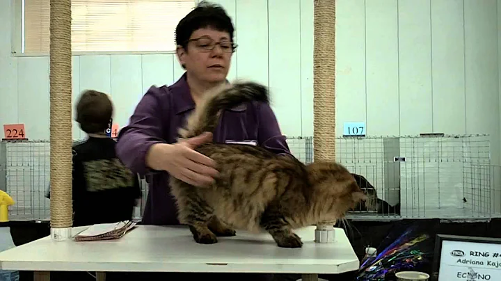 Video 6765531: female siberian, cat show