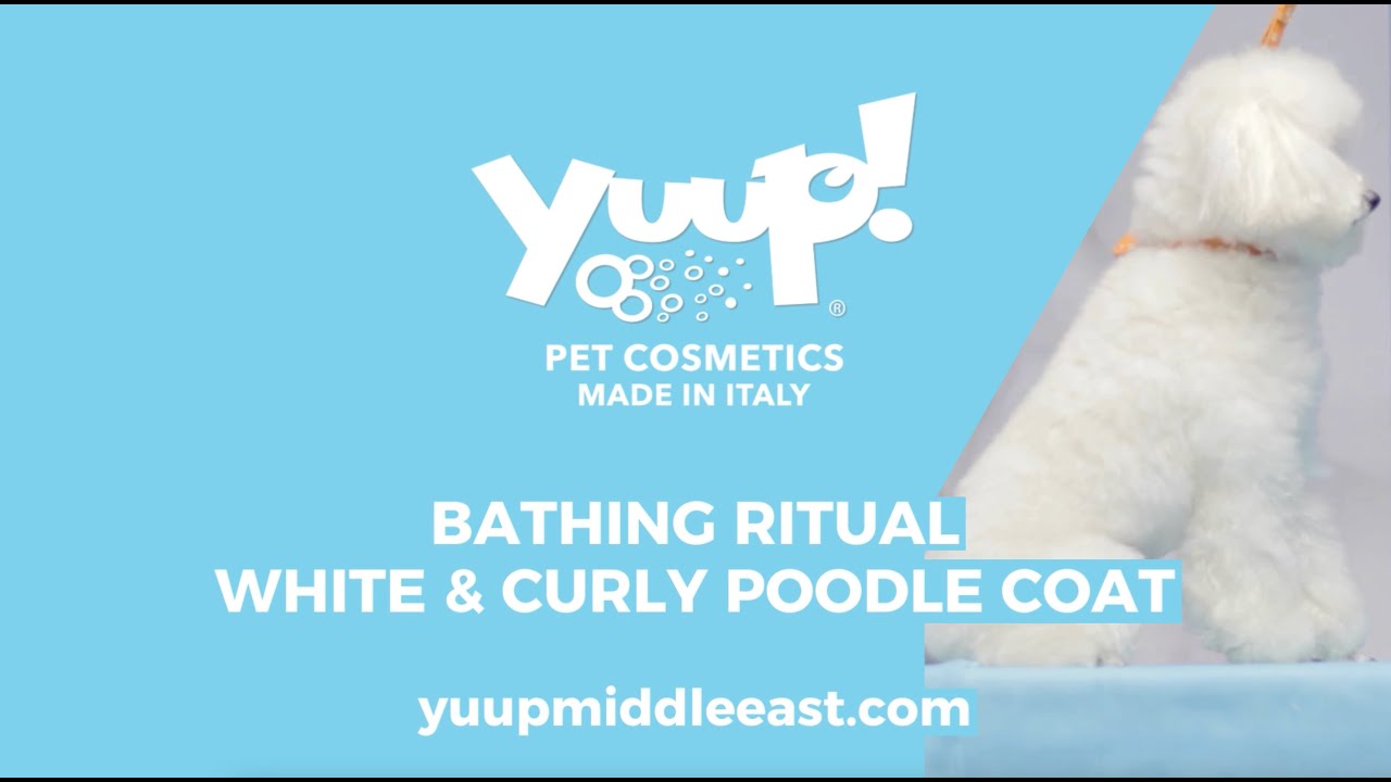 Yuup! Professional Grooming of White & Curly Poodle Coat, World's Best Dog Shampoos and Conditioner