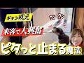 【来客で興奮】騒ぎ吠えまくる愛犬が"ピタッ"と静かになる方法
