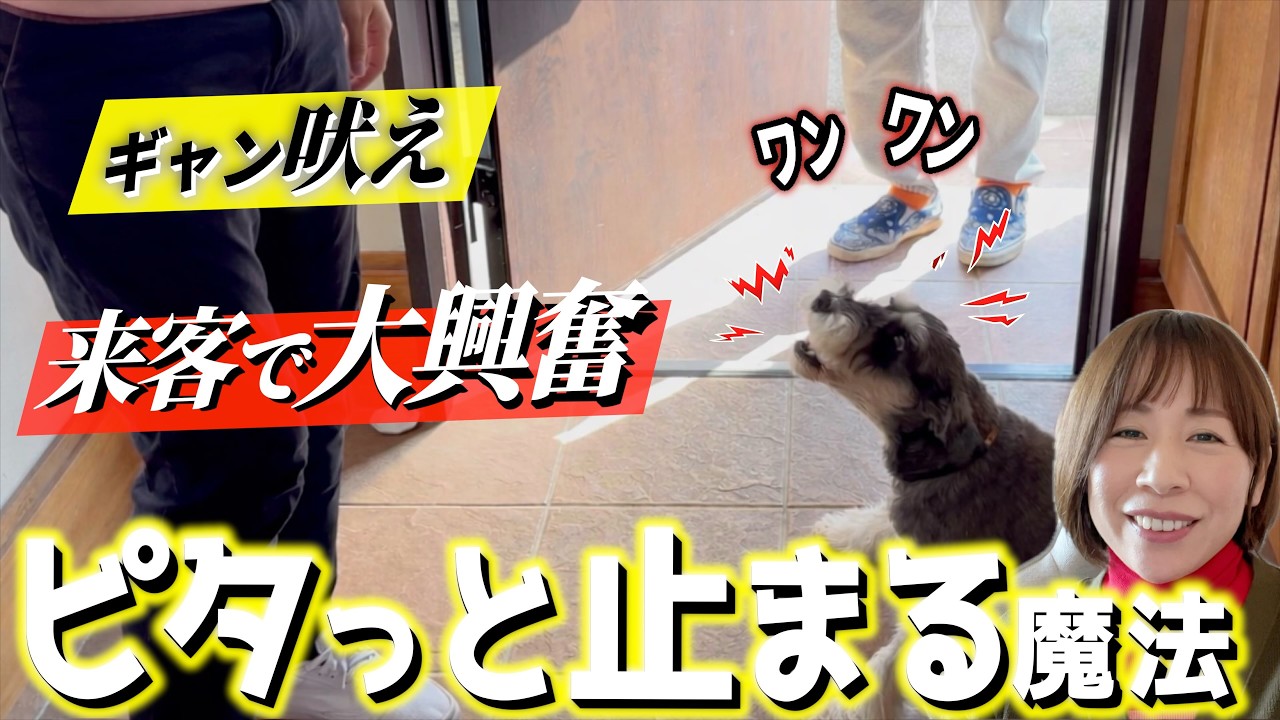 【ギャン吠え】来客でピタっと吠えなくなる