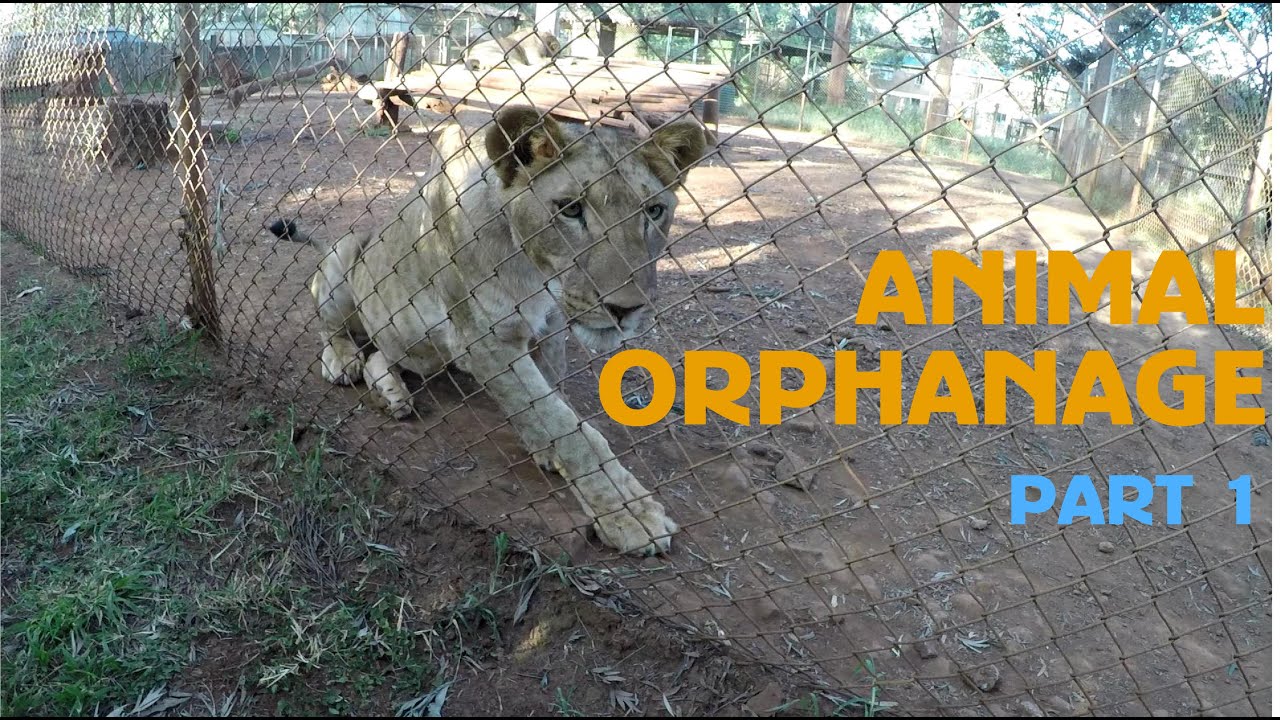 Nairobi Animal Orphanage Part 1 | Kenya From Within