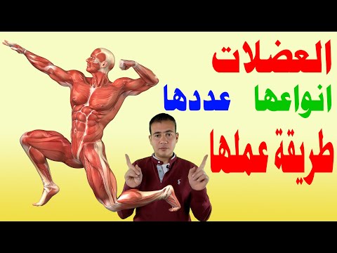 فيديو: ما هو التنظيم العضلي؟