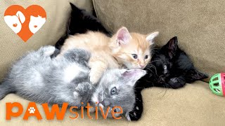 Adorable, Sleeping Foster Kitten Compilation | PAWsitive 🧡