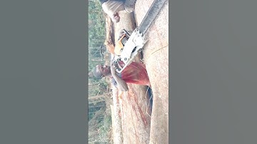 Chainsaw team scaling/trimming in the forest log yard! #trendingshorts