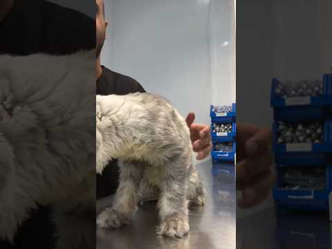 سيف تعالج من الفطريات اكسبلور لقط  قطط  سحابه