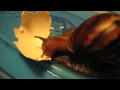 MIAMI BATTLES GIANT AFRICAN LAND SNAILS - Invasive Species Control