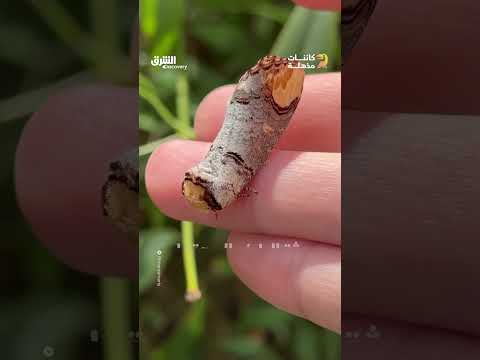 أكثرِ الحشرات تمويهاً في الطبيعة