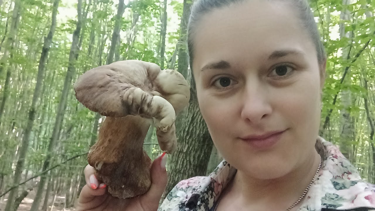 Білі гриби 🪵Похід в ліс🌲🌳Тихе полювання 👍🌲