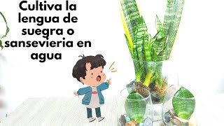 Como reproduir la lengua de suegra en agua facil y rapido