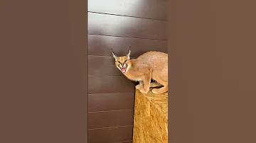 Как разговаривает маленький каракал?😺 Каким был Флоки в детстве😁