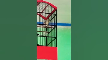 ⭕Burung Cipow/Sirtu Miriwit atau Ngetir