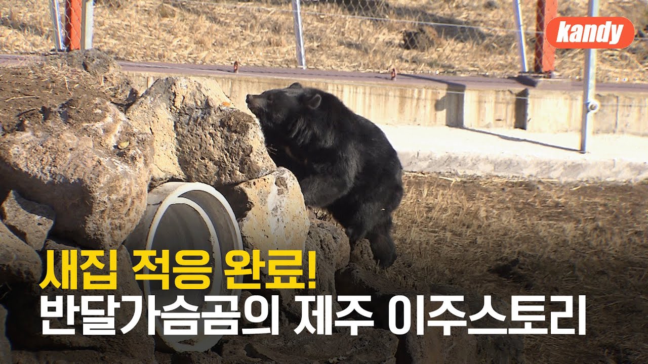 “새집 적응 마쳤어요” 제주로 이주 온 반달가슴곰 첫인사 / KBS 2024.01.13. - YouTube