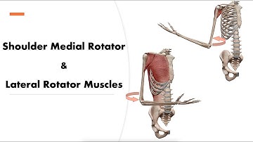 Shoulder Medial & Lateral Rotator Muscles - 3D motion (Origin, Insertion)