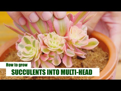 HOW TO GROW SUCCULENTS INTO MULTIPLE HEADS // Joy Garden | 9 Years Living with Succulents