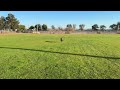 Training by yourself- Belgian Malinois work