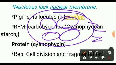 algae lec.13(शैवाल)|Chroococcus &Gloeocapsa diagram|Cyanophyceae(BGA)|#botany_algae_biology#ashoksir