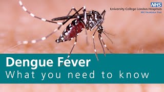 Dengue Fever | Understanding the symptoms, prevention, and effective treatment methods