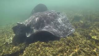 Swimming with Sting Rays Ulladulla