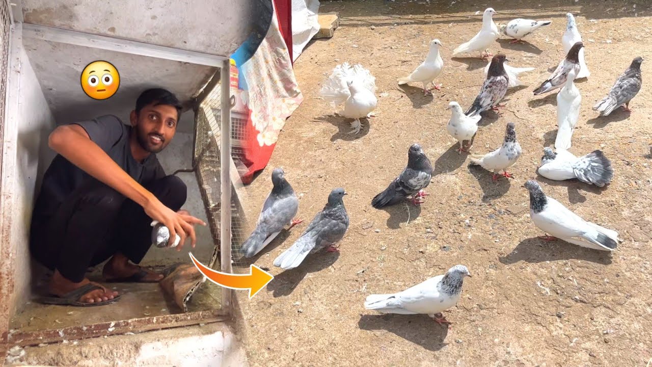 Secret Loft Ke Sab Kabootar Bahar Nikala😍