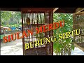 Siulan Burung Sirtu Cipoh Nonstop Pagi Pagi Cocok Buat Terapi Burung Agar Cepat Bunyi Mp3 - Mp4 Download