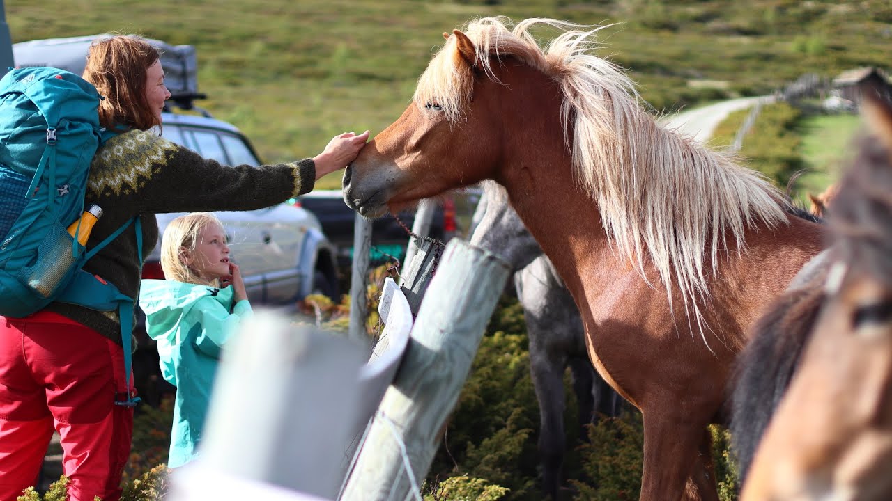 Hesteslipp i Grimsdalen