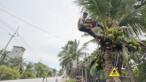 Cưa cây dừa siêu trái ngay trên đường lộ 
