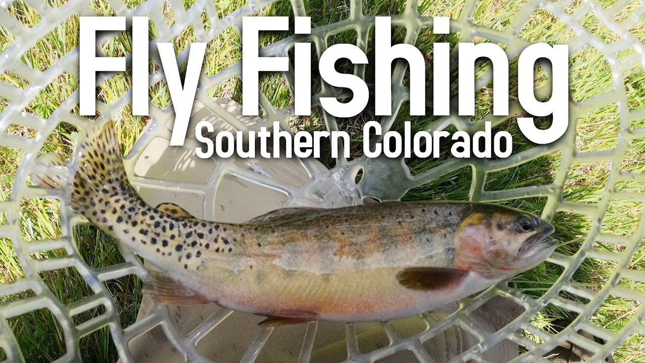 Fly Fishing Southern Colorado with The Lubbock Fly Fishers Club YouTube
