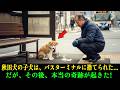飼い主は、子犬の秋田犬をバスターミナルに置き去りにし、二度と戻らなかった…しかし、その後、本当の奇跡が起きた!
