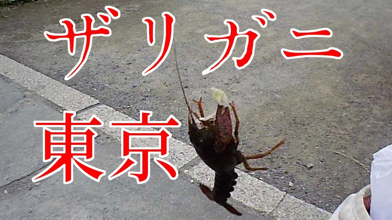 47 楽しいよ 東京都内で ザリガニ釣り 東京都葛飾区 某所 Youtube