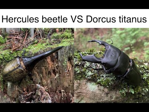 Hercules beetle VS Dorcus titanus