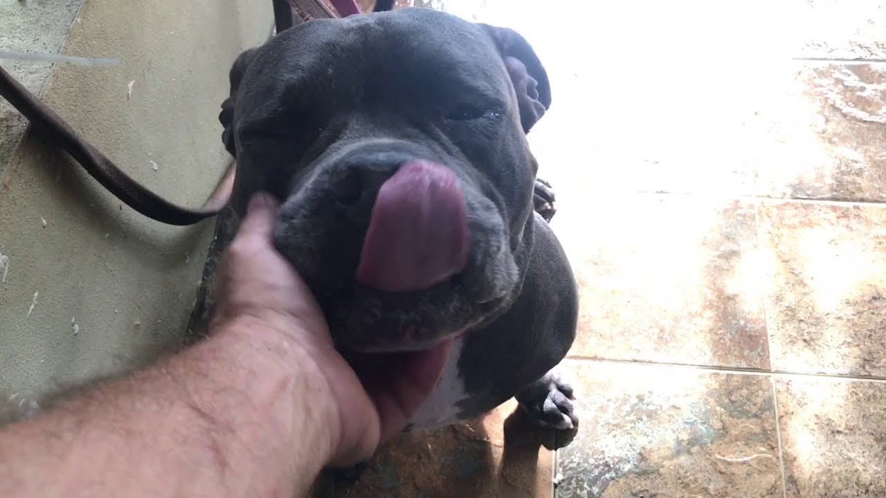 Blubell the once dog aggressive pit bull getting snacks with the pack