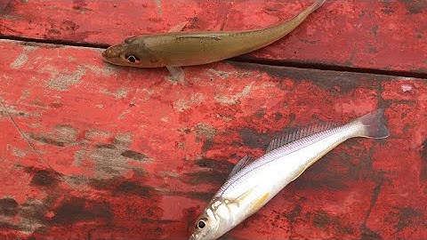 Câu cá đục, cá seo ở cửa biển Cửa Nhượng mùa nước đục