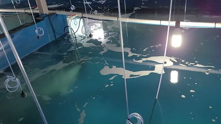 Nanobubbles improve aquaculture, welfare, reduce costs, and increase efficiency. (Shrimp Farming)